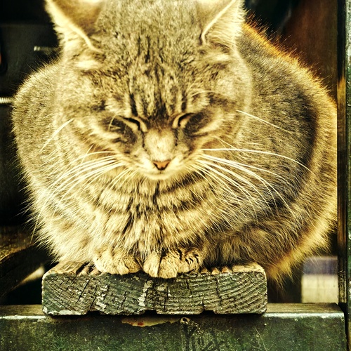 Photo #14034731