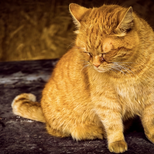 Photo #14034760