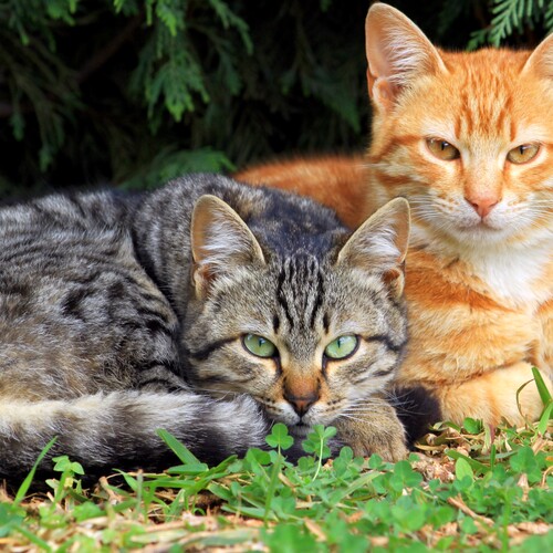 Photo #14034820