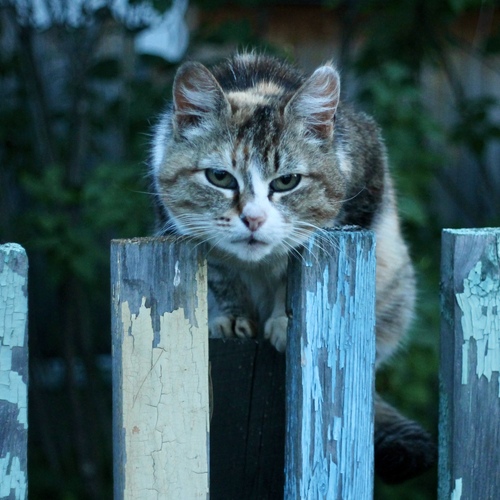 Photo #14034840