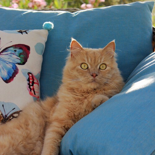 Photo #14034874