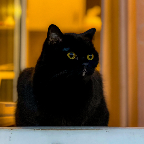 Photo #14034888