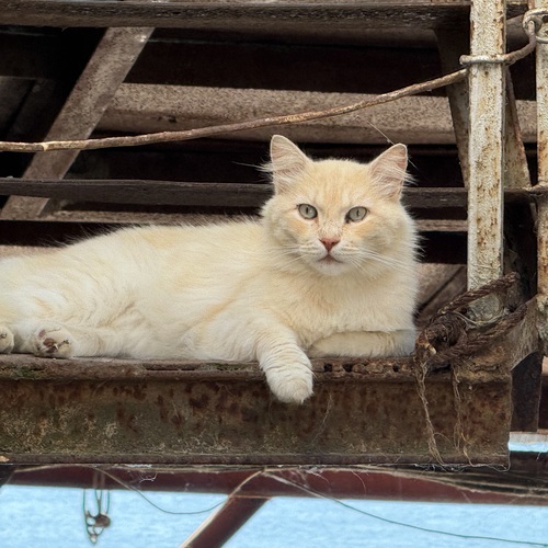 Photo #14035058