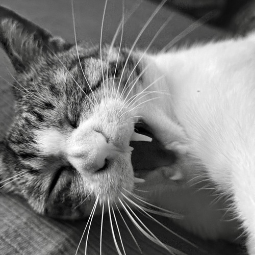 Photo #14035110