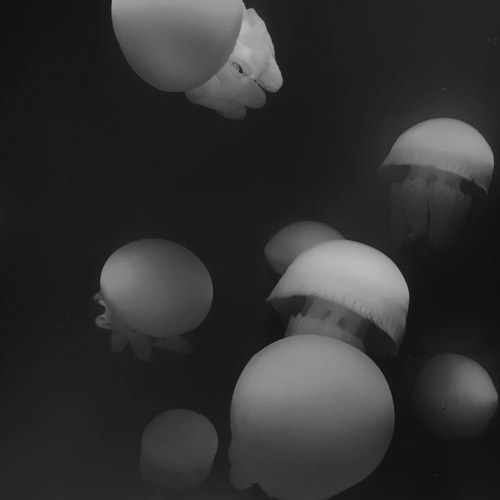 Photo #14035199