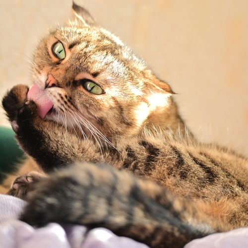Photo #14035207
