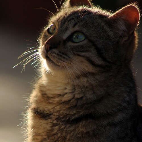 Photo #14035260
