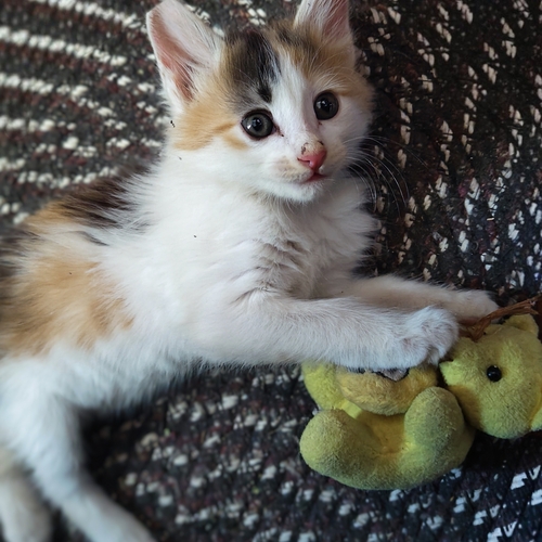 Photo #14035273