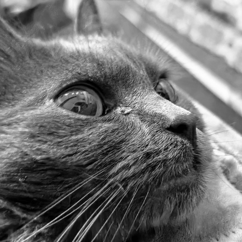 Photo #14035282