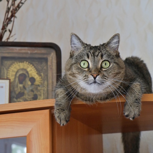 Photo #14035363