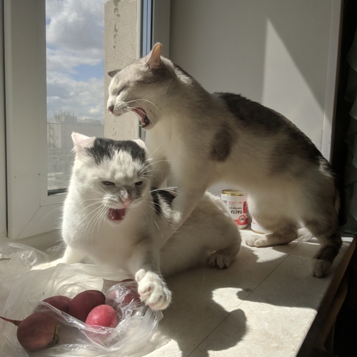 Photo #14035422