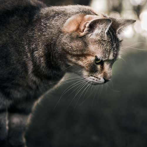 Photo #14035433