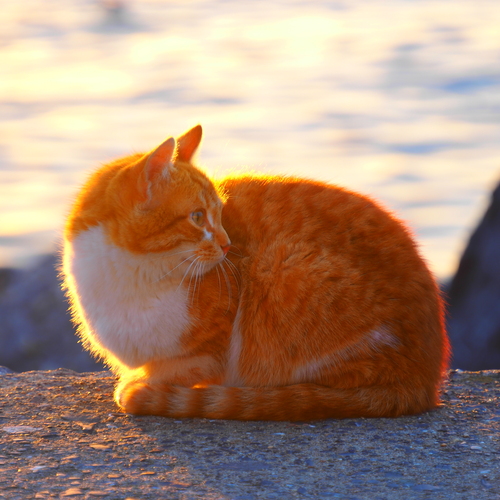 Photo #14035474