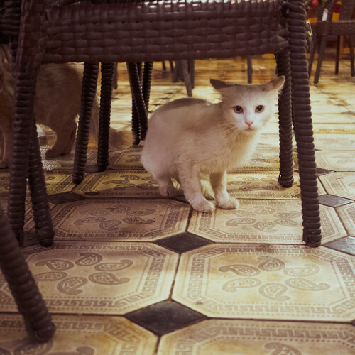 Photo #14035634