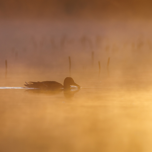 Photo #14035731