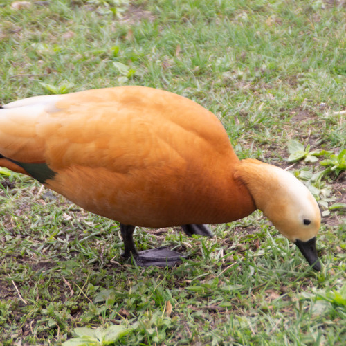 Photo #14035763