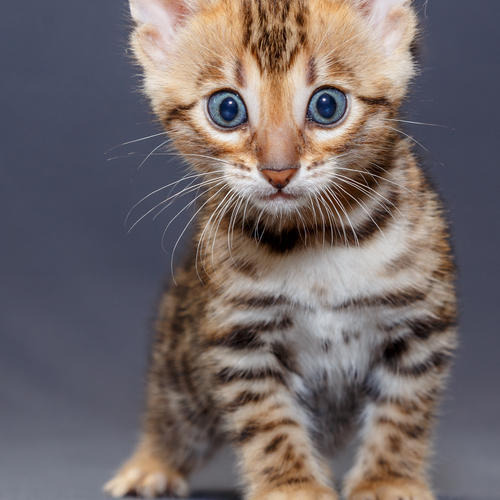 Photo #14035765
