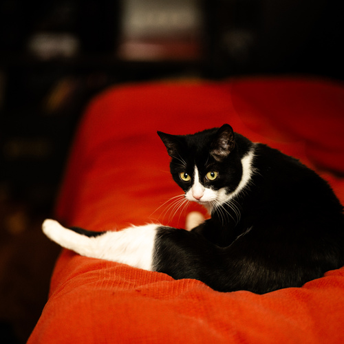 Photo #14035793