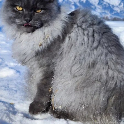 Photo #14035835