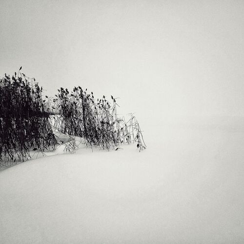 Photo #14036006