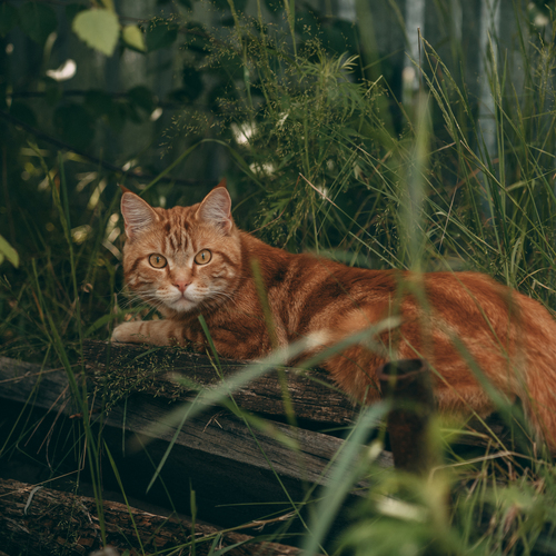 Photo #14036026