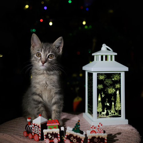 Photo #14036043