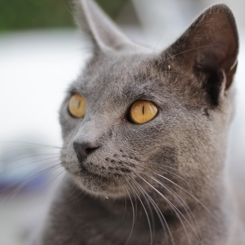 Photo #14036046