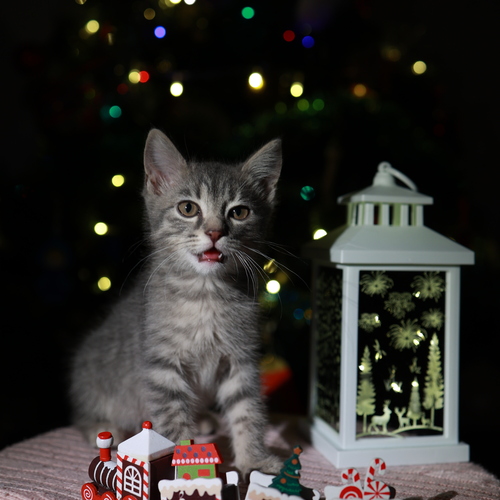 Photo #14036048