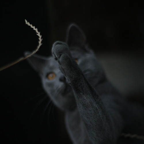 Photo #14036060