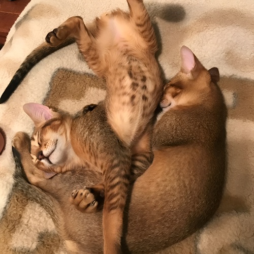 Photo #14036097