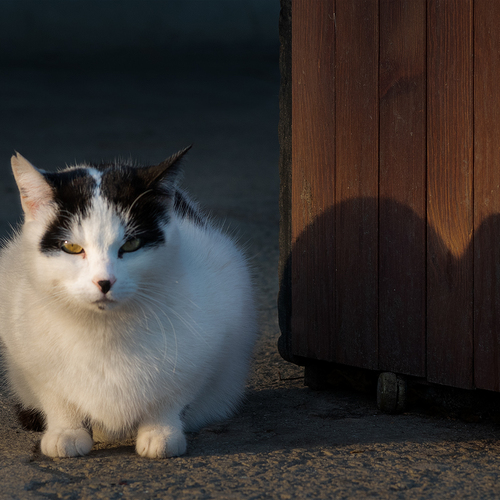 Photo #14036134