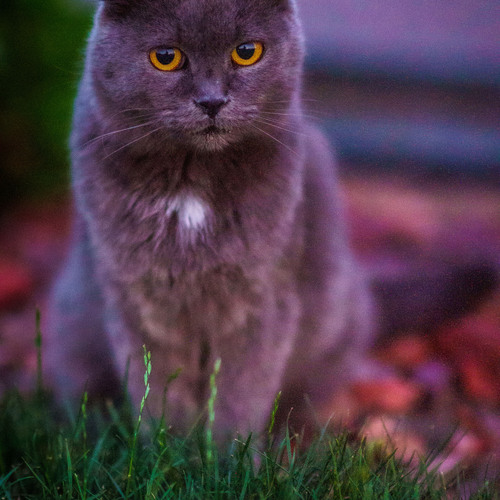 Photo #14036192