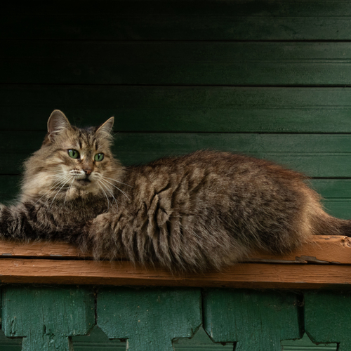 Photo #14036204