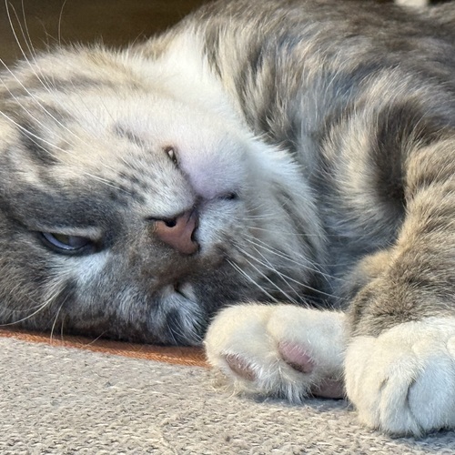Photo #14036268