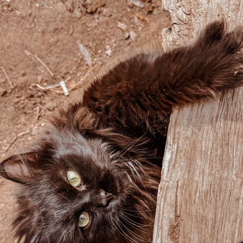 Photo #14036286