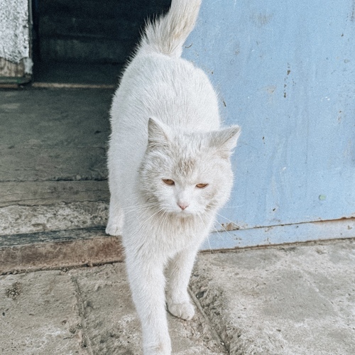 Photo #14036287