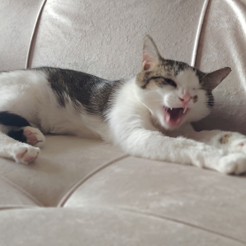 Photo #14036299