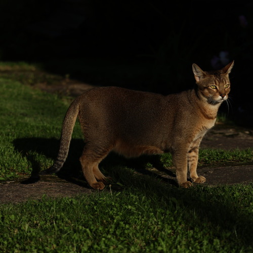 Chausie