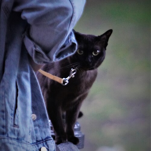 Cat Behemoth