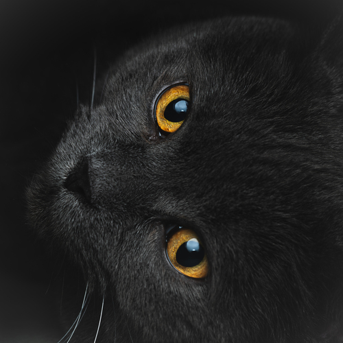 Photo #14036746