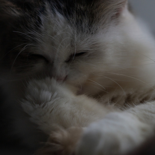 Photo #14036755
