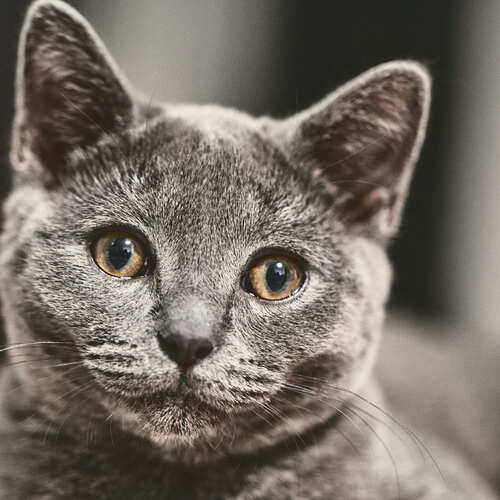 Photo #14036768