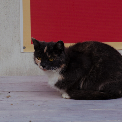 Photo #14036972