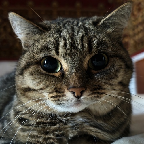 Photo #14036993