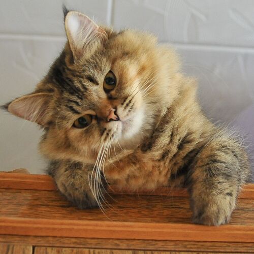 Photo #14037064
