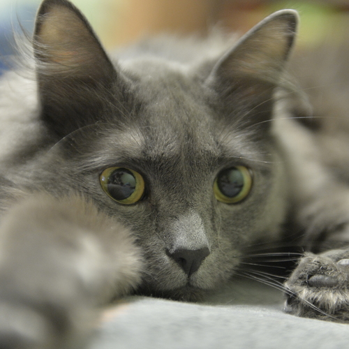 Photo #14037065