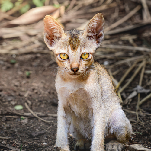 The Lost Kitten