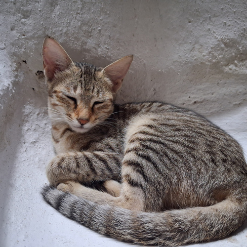 Photo #14037160