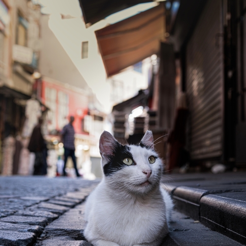 Photo #14037386
