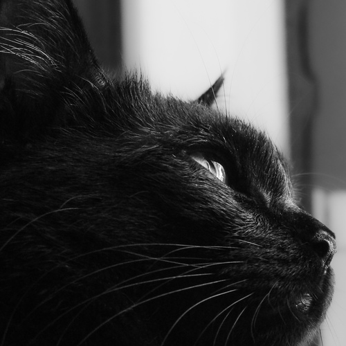 Photo #14037403
